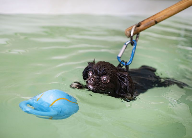 Dog Hydrotherapy Pool