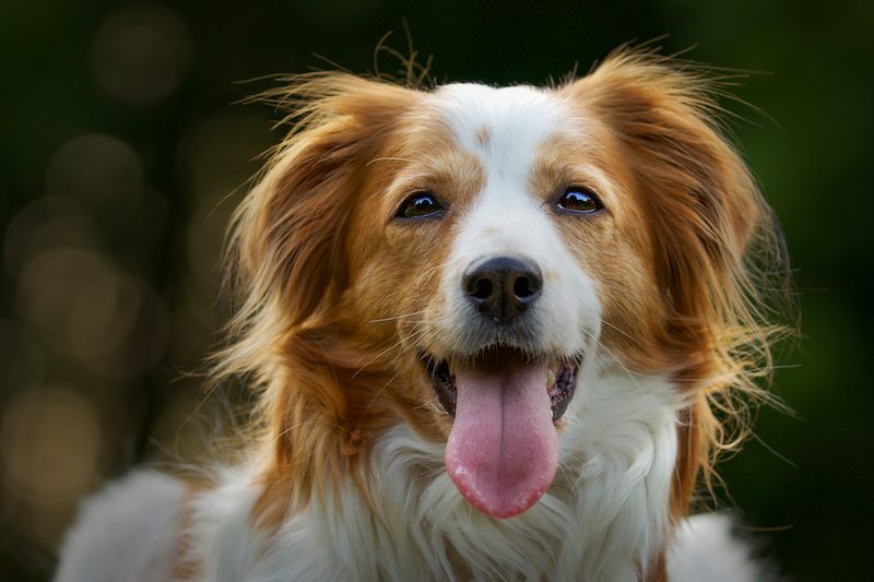 Natural Ways To Keep Your Pets Healthy