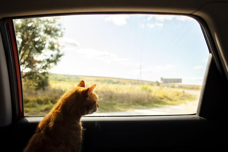 Traveling With Cats