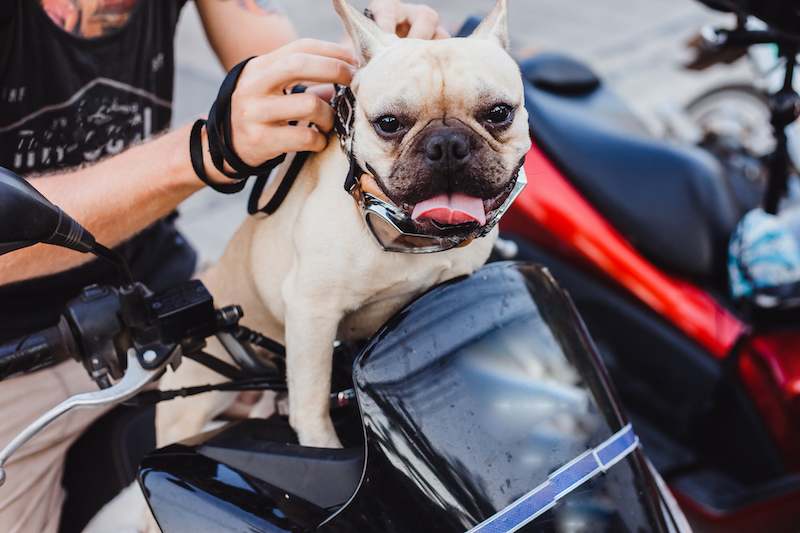 Dog on a Motorcycle