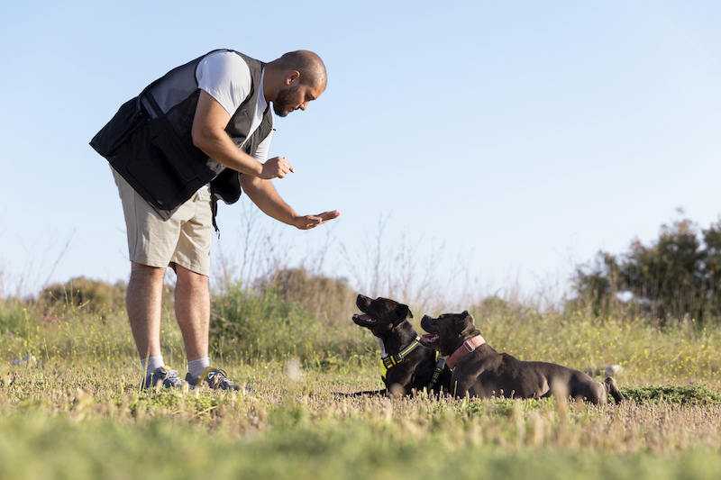 Dog to Follow Basic Commands