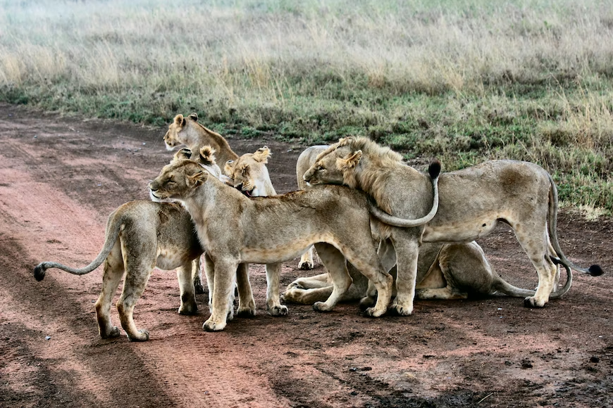 family safari destinations