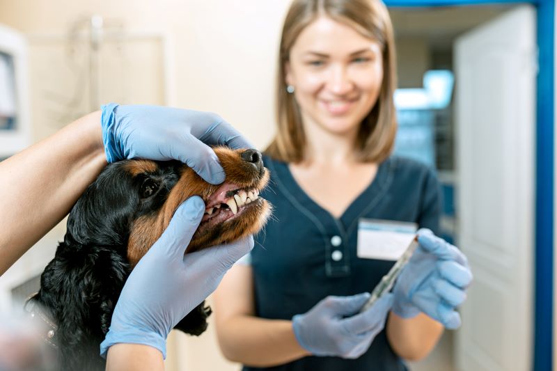 dental cleanings for dogs