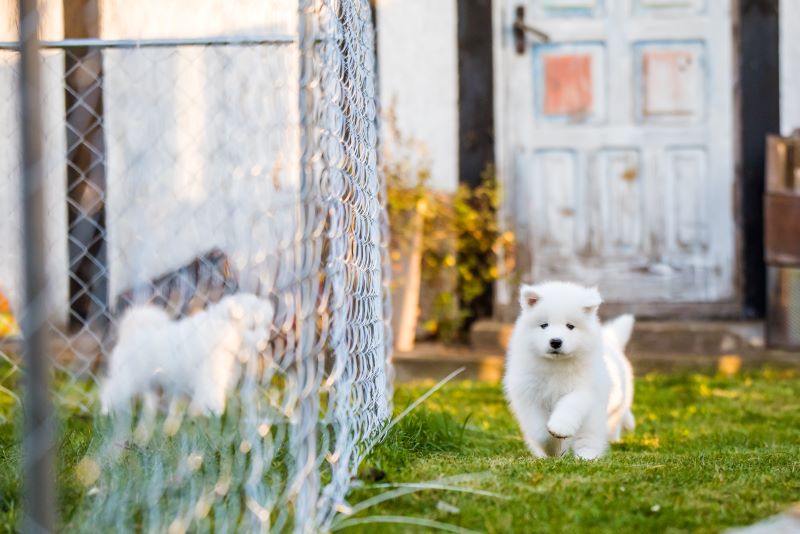 electric fence for dogs