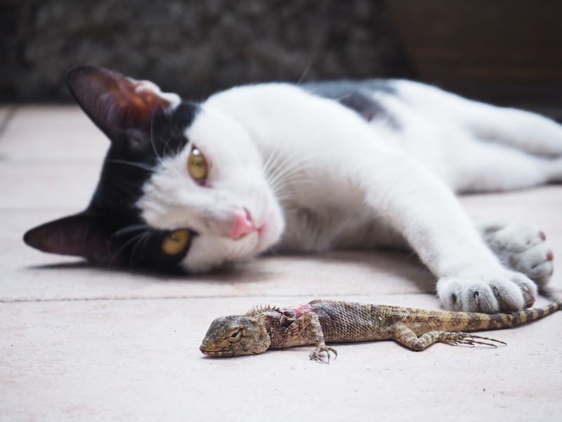 cats and lizards