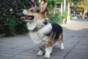 Corgi German Shepherd mix
