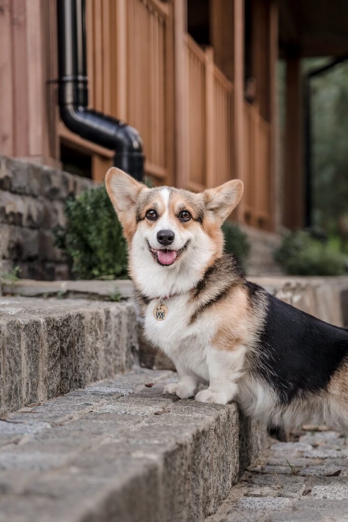 Corgi German Shepherd mix