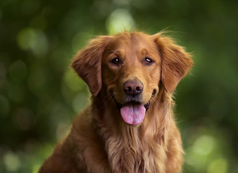 The Charisma Of Dark Golden Retrievers My Four And More The Charisma Of Dark Golden Retrievers My Four And More