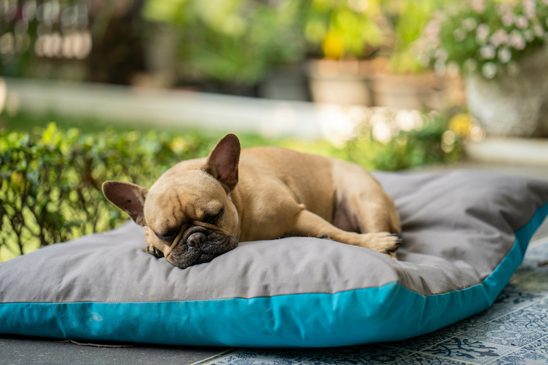 Bed for Your French Bulldog