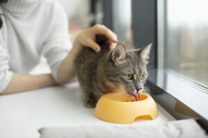 warm up wet cat food