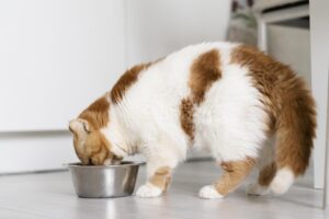 wet cat food