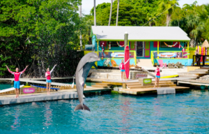 Things to Do at Miami Seaquarium