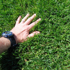engage your children in landscaping