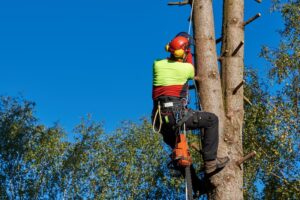 professional tree maintenance