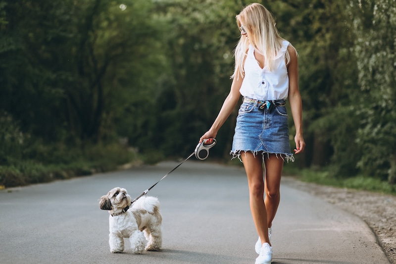 High-Energy Dogs Need More Than Basic Walks
