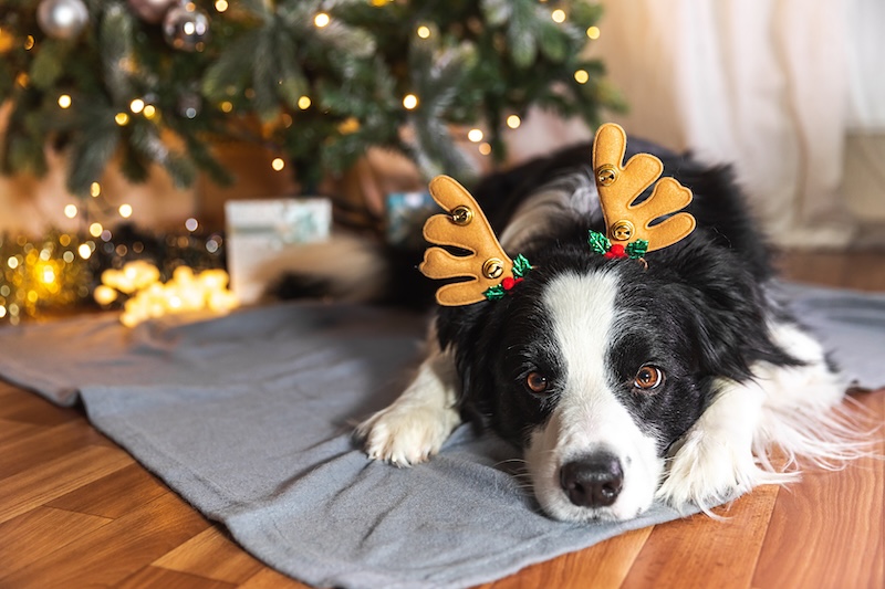 best gifts for dogs