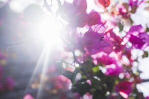 understanding sunlight patterns