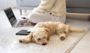 homes with pets age differently