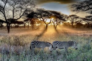 spend less on African safari in Uganda