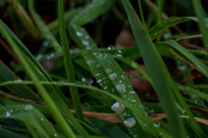 yard when you stop watering