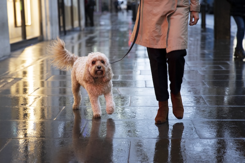 rainy-day dog walks