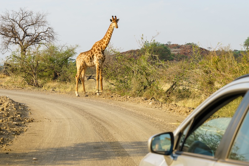 self-drive safari in Kenya vs Tanzania